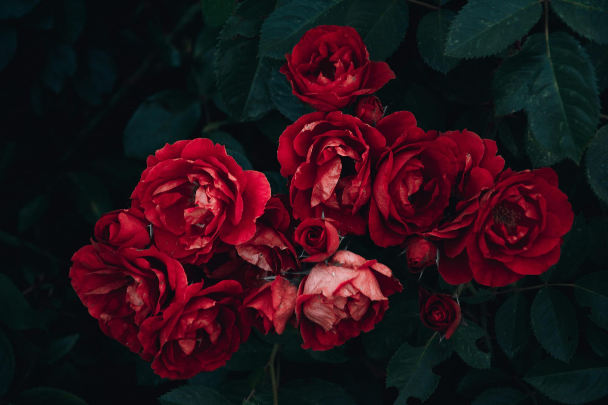 War (of the Roses) – What Is It Good For?